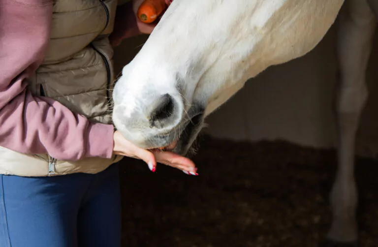 Close Up Woman Hand Hand Feeding Horse.