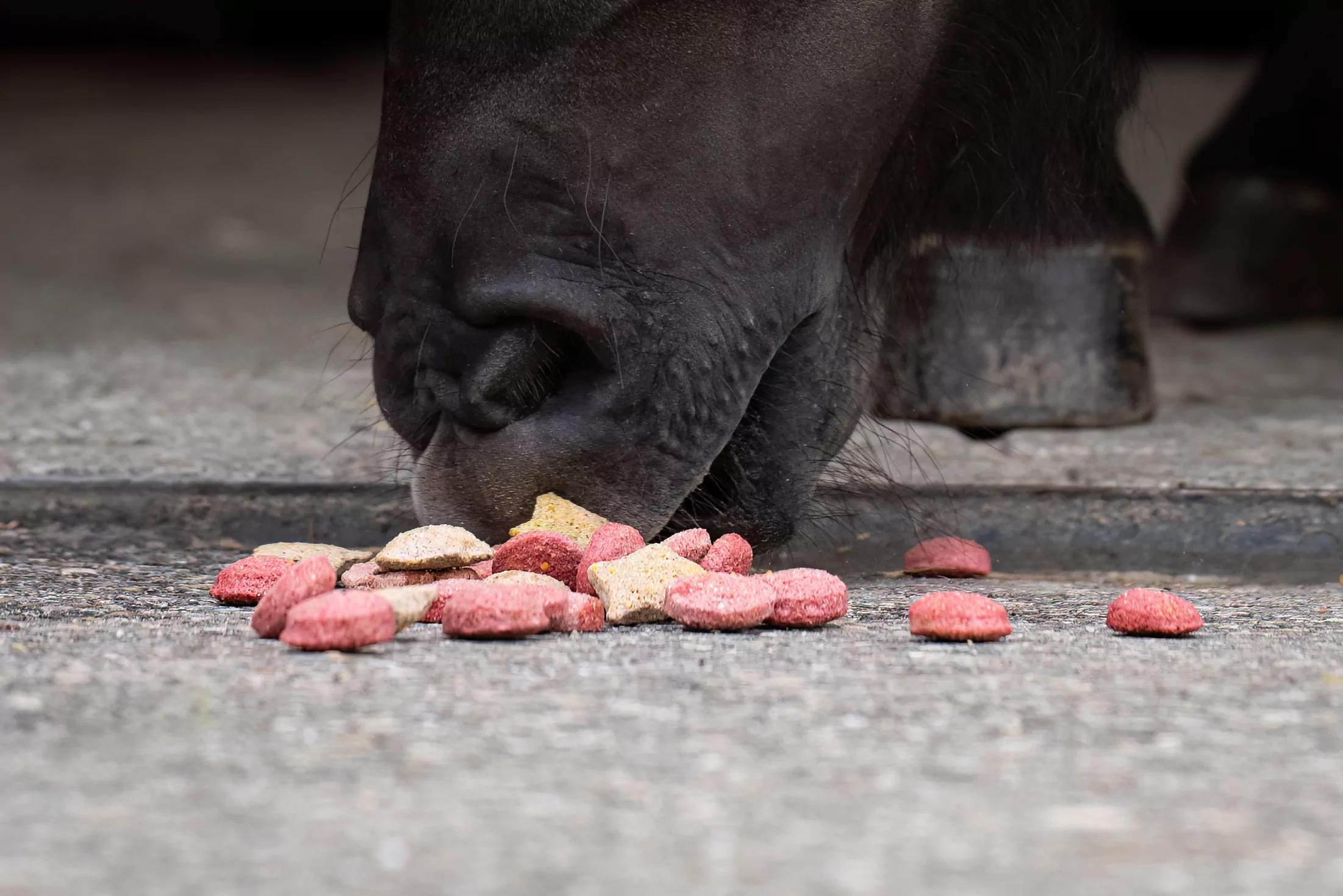 Allo Naturel Shooting Laurentides DSC 1975 Edit 325